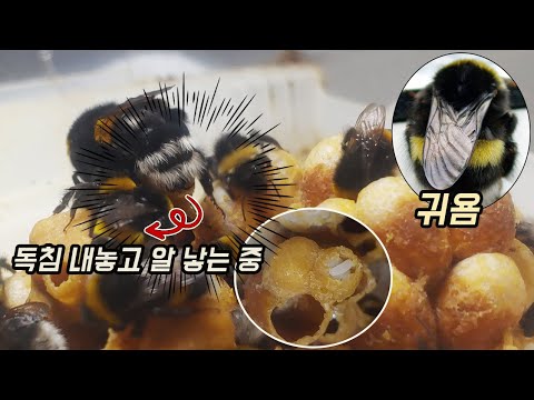 세상에서 가장 귀엽고 무서운 벌과의 40일 [오브리더]