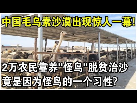 300隻“怪鳥”放入毛烏素沙漠腹地，860万亩流沙重披绿装！20000農民脫貧又治沙，竟是因為怪鳥的一個習性？