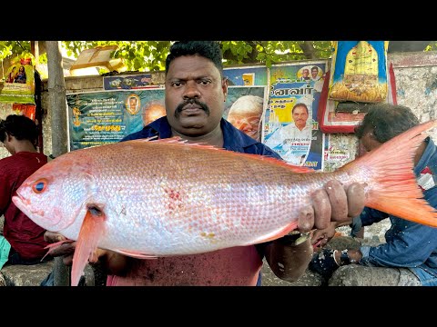KASIMADU SPEEDSELVAM RED SNAPPER FISH CUTTING VIDEO #kasimeduselvam #fishcutting 