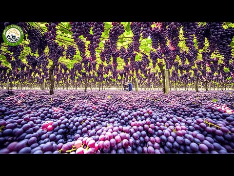 How Million of Japanese Grapes Are Grown and Harvested – Inside Japan’s Famous Grape Farms