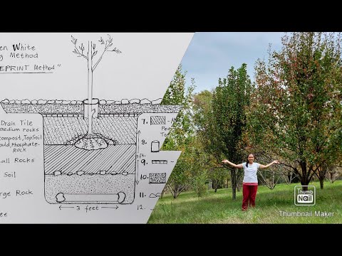 Grow Trees & Produce Fruits QUICKEST || The modified BLUEPRINT METHOD || Ellen White Way