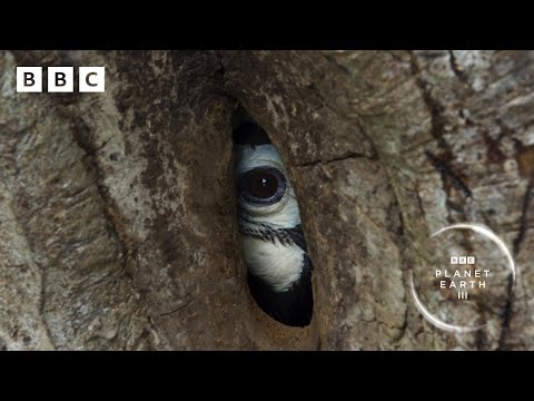 Devoted hornbill couple turn nest into fortress 🌳 | Planet Earth III - BBC