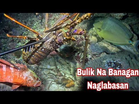 Episode 637 bulik Na Banagan Naglabasan Jackpot night spearfishing Philippines 