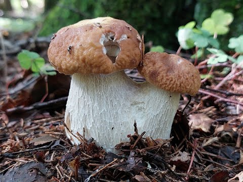 Пошла волна по белым грибам! Лес заполонили грибы! Спешим в лес !