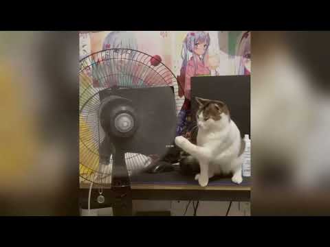 Tente não rir com esses animais mais engraçados