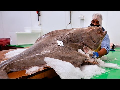 American Food - GIANT HALIBUT FISH Samuels Seafood Philadelphia