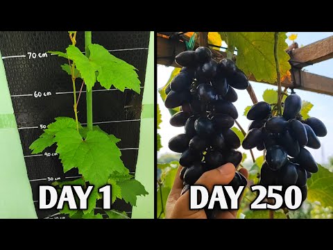 Cara Menanam Anggur dari Bibit Sampai Berbuah Lebat Hanya di Pot Kecil 