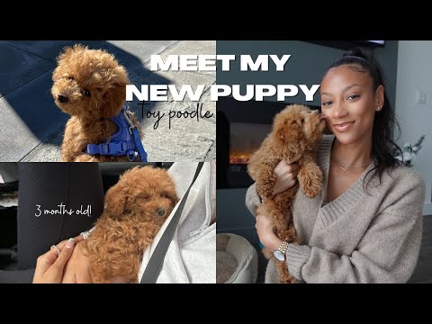 MEET MY NEW PUPPY! TOY PODDLE | training + lifestyle + what i've bought him | HIS FIRST WEEKS HOME!!
