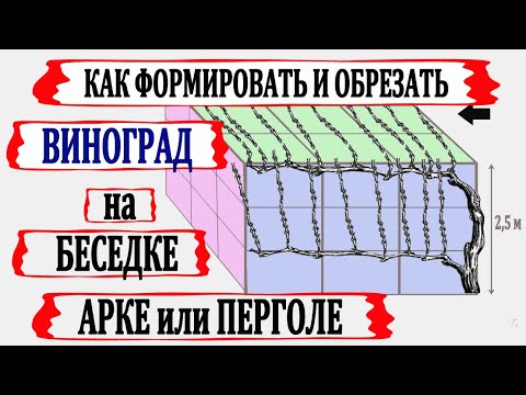 🍇 Формировка и обрезка винограда для беседки, арки или перголы.