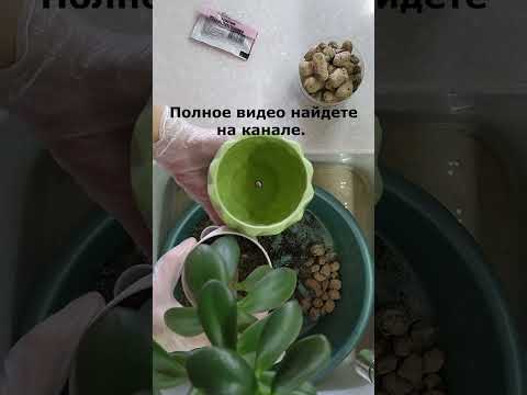 ПЕРЕСАДКА ДЕНЕЖНОГО ДЕРЕВА #крассула