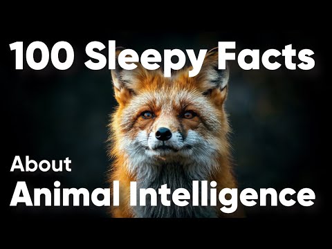 Relaxing Animal Intelligence Facts for Sleep