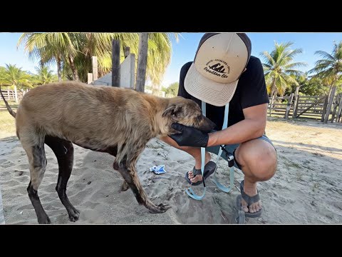 He Broke in My Hands, Frail & Starving, Tears Falling From a Soul That Had Never Known Kindness