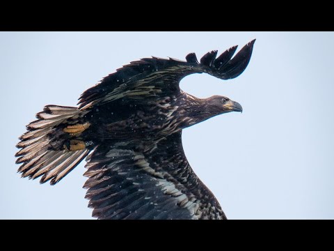 Im ADLER 🦅 Paradies