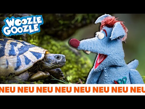 Why are turtles so slow? l WOOZLE GOOZLE