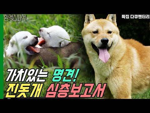 누구나 키우고 싶은 개, 가치있는 명견, 진돗개 심층보고서 [특집 다큐멘터리 진도개] / KBS 20131030 방송
