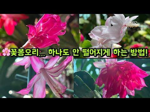 게발선인장 | 수입게발 | 남은 🌸꽃봉오리까지 다 피우고 싶다면… 지금 당장 이거부터 하세요!! | 이 3가지 모르면 꽃 절대 오래 못 봐요! | 리치쏘일 |[엄마와 딸 다육TV]