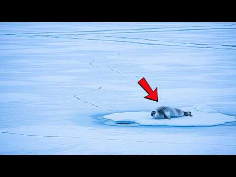 Madres, Crías y Hielo Roto: La Vida de las Focas en un Invierno que las Obliga a Migrar