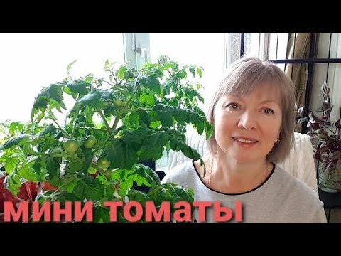 Mini tomatoes. A balcony miracle. How I grow, feed, and shape them. A list of my tomatoes.