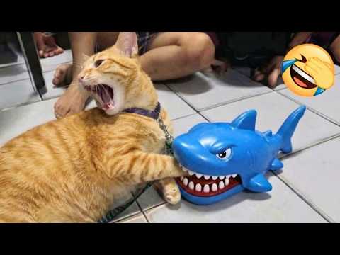 Cats Are Just Born to Be Silly 😂 Funny Cat Videos 2025