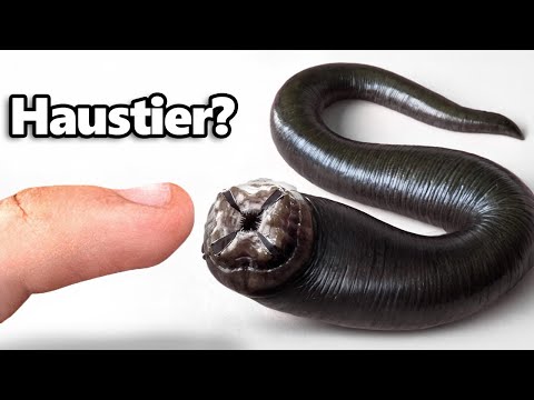 I Have A Pet Leech (Yes, Really)