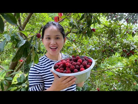 A bayberry tree, realizing the freedom to eat bayberry, Yike picked it very well