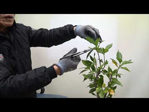 Bonsai. Gardenia sapling bonsai. Making. December 19, 2025.