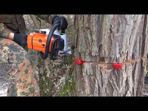 Stihl MS 260 - řezání dřeva / kácení stromů -  Chainsaw Stihl MS 260 Cutting Tree / Felling trees