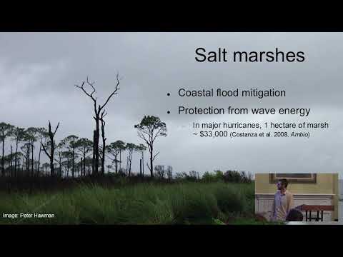 The Rising Tide Does Not Lift all Boats: Resilience and Vulnerability of Coastal Ecosystems