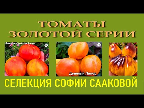 Томаты селекции Софии Сааковой - Апельсиновый Атлас - Золотая Чалма - Дынный Ликер - Выбор 2026