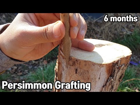 땡감나무에 대봉감 접목🌱ㅣHow to graft persimmon😍