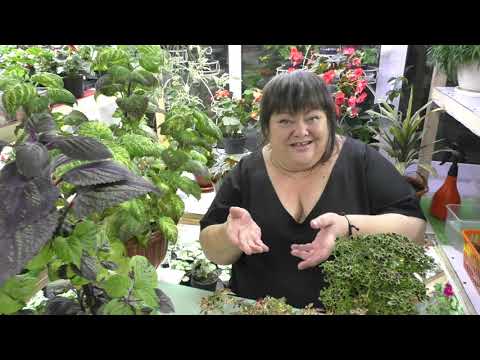 курс по колеусам - от А до Я от Адель. часть 1