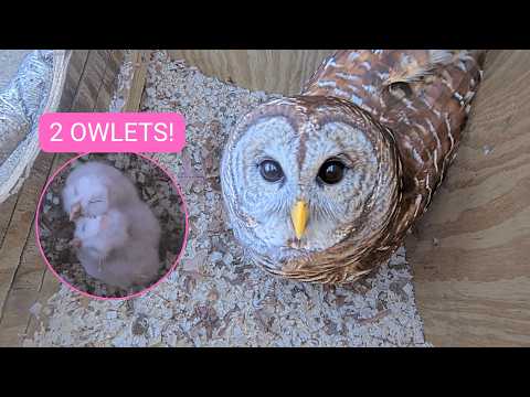 🚨 LIVE: Two Owlets Getting Ready to Explore 👀🦉 | Barred Owl Nest Cam