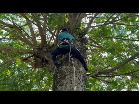 Cưa cây còng siêu nhánh , Ở kiến an , huyện chợ mới . Cưa cây kỷ thuật cao