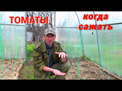 Когда высаживать рассаду томатов в теплицу. Простой и надёжный способ определения.