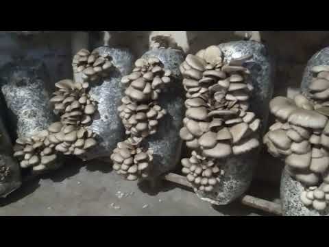 Growing Oyster Mushrooms Without Mycelium and Harvesting