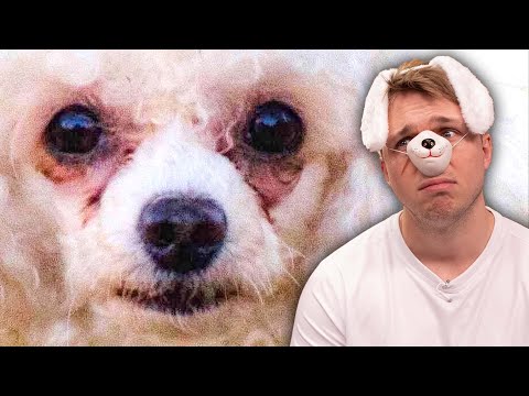 White Crusty Dogs Should Be Illegal