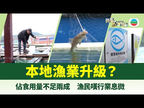 時事多面睇｜漁業升級？本地海鮮佔食用量不足兩成｜2026年1月30日｜TVB News