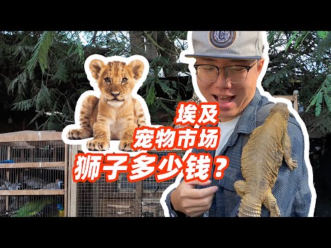 How much is a lion in Egypt？ Pet market is much more fun than a zoo！