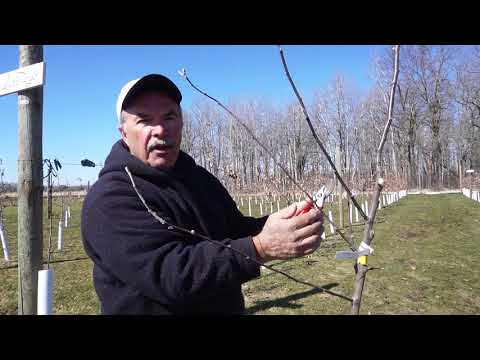 Pruning Semi Dwarf, Standard and Dwarf Apple Trees