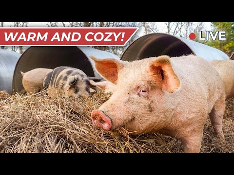 Raising Pigs in the Winter
