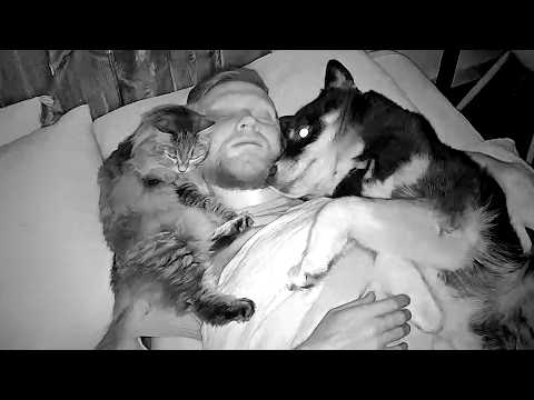 What Do All My DOGS and CATS Do While I Sleep At Night!