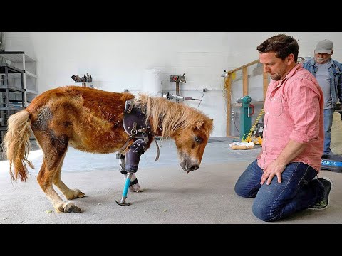 "Can you help me?”|Animals That Asked People for Kindness That Make You Cry