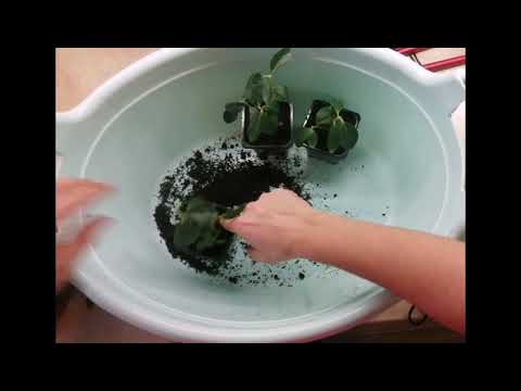 Как спасти азалию из магазина