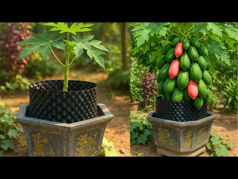 How to grow super dwarf papaya trees in pots from A Z