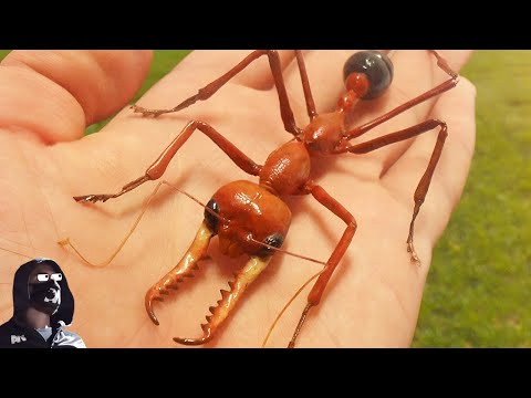 Почему Муравьи "ПЕРЕЭВОЛЮЦИОНИРОВАЛИ" в Австралии?