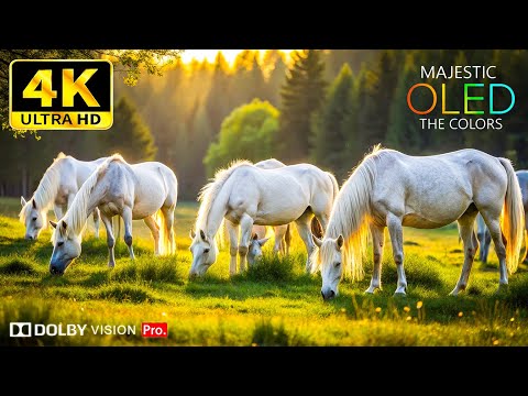 EXPLORE WILD WORLD IN DOLBY VISION š Extreme Colors in 4K HDR - Natureās Beauty in Ultra HD