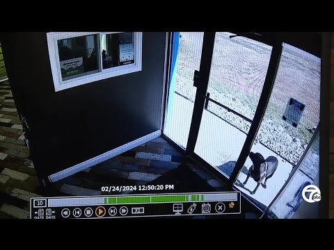 Dog involved in car crash runs to doggy day care a mile away for help