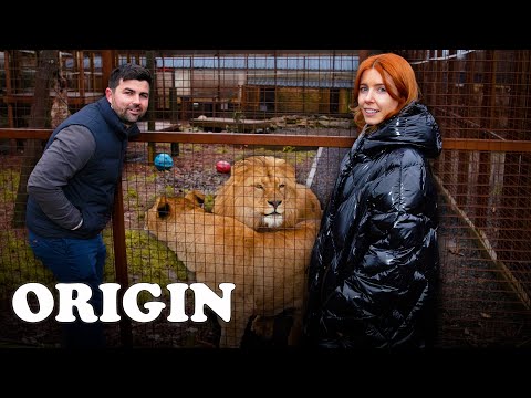 Living With Lions For 72 Hours | Stacey Dooley Sleeps Over