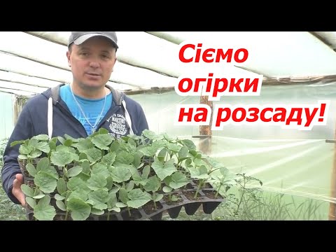 We sow cucumbers on seedlings for the greenhouse. When and how best to do it.