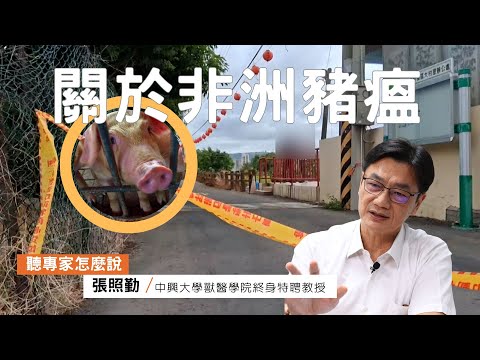 原來非洲豬瘟是這樣的！認識豬隻最狡詐的敵人｜中興大學獸醫學院微生物暨公衛所終身特聘教授張照勤｜公視我們的島【聽專家怎麼說】
